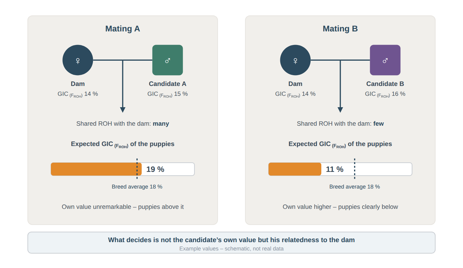 Effect of two mating candidates on the inbreeding level of the puppies The same dam, coloured identically in both matings, with two differently coloured candidates of similar own GIC: candidate A yields puppies at 19 percent, candidate B puppies at 11 percent expected GIC.