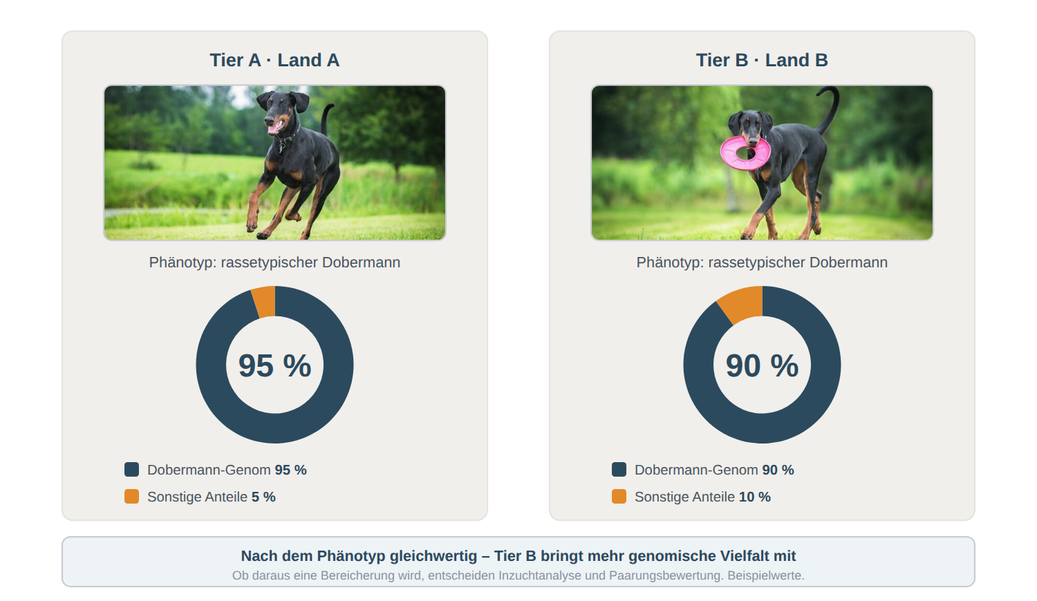 Zwei Dobermänner desselben Phänotyps aus verschiedenen Ländern im Vergleich Zwei Hunde mit rassetypischem Dobermann-Phänotyp aus verschiedenen Ländern; das Donut-Diagramm zeigt für Tier A 95 Prozent Dobermann-Genom und 5 Prozent sonstige Anteile, für Tier B 90 Prozent und 10 Prozent.