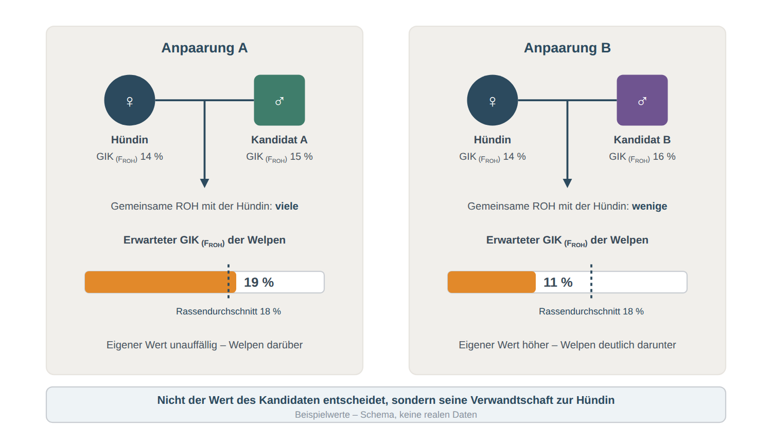 Dieselbe Hündin, in beiden Anpaarungen gleich eingefärbt, mit zwei unterschiedlich eingefärbten Kandidaten von ähnlichem eigenem GIK: Kandidat A führt zu Welpen mit 19 Prozent, Kandidat B zu Welpen mit 11 Prozent erwartetem GIK.