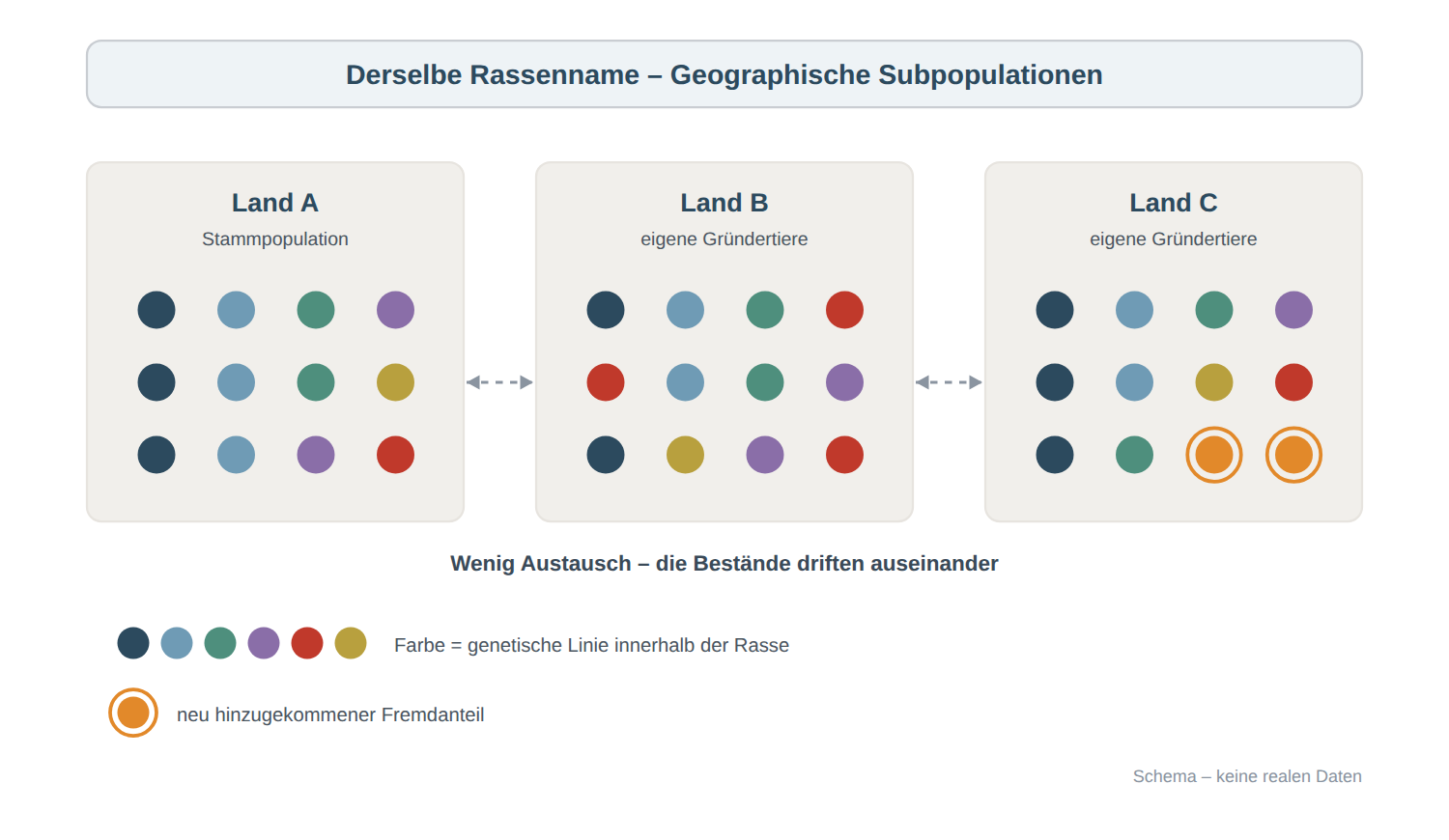 Derselbe Rassenname – geographische Subpopulationen Drei Länderpopulationen derselben Hunderasse mit je zwölf Tieren. Die Stammpopulation in Land A trägt sechs genetische Linien, die rote nur bei einem Tier. In Land B ist die rote Linie dreifach vertreten, dafür sind je ein dunkelblaues und ein graublaues Tier weniger vorhanden. In Land C sind zusätzlich zwei Tiere mit einem neu hinzugekommenen Fremdanteil in Orange dargestellt. Zwischen den Populationen findet kaum Genfluss statt.