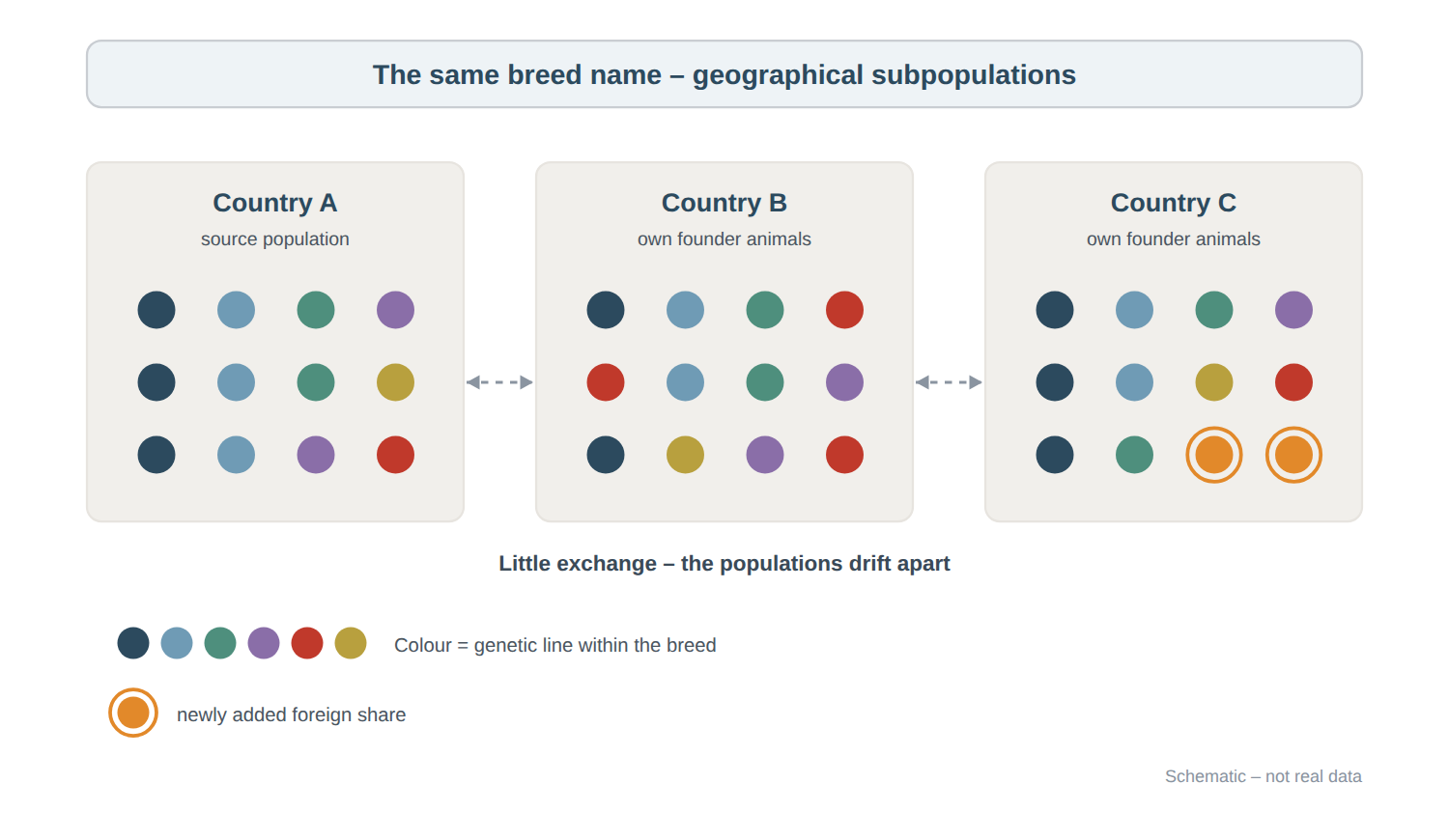 Three country populations of the same dog breed with twelve dogs each. The source population in country A carries six genetic lines, the red one in a single dog. In country B the red line is present three times, while one dark blue and one grey-blue dog are missing. In country C two dogs additionally carry a newly added foreign share shown in orange. There is barely any gene flow between the populations.