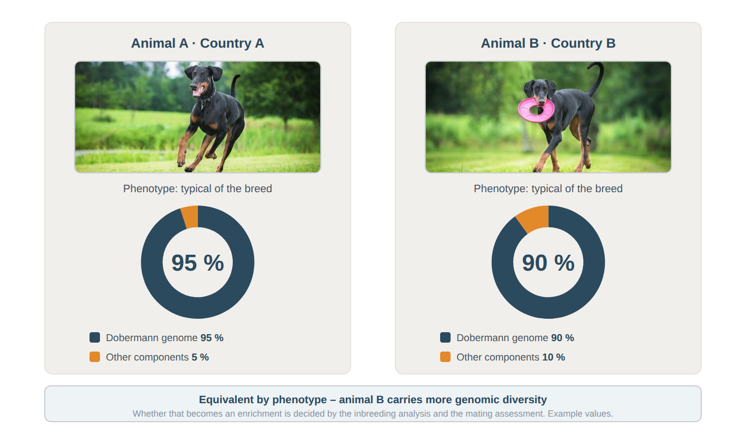 Two Dobermanns of the same phenotype from different countries compared Two dogs with a breed-typical Dobermann phenotype from different countries; the donut chart shows 95 percent Dobermann genome and 5 percent other components for animal A, and 90 percent and 10 percent for animal B.